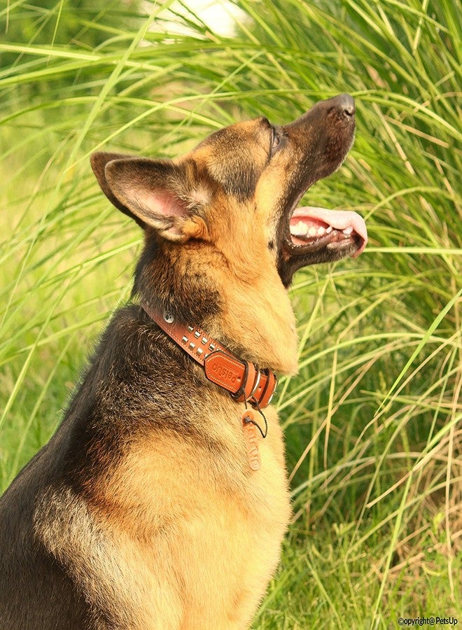 Skora Dog Leather Collar with Designer Studs,Tan Color-Small - Image 5